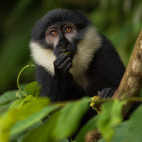 Blue monkey in Uganda.