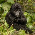 Gorilla in Uganda.