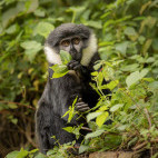 L'hoest's monkey in Uganda.