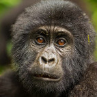 Gorilla in Uganda.