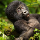 Gorilla in Uganda.