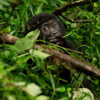 Gorilla in Uganda.