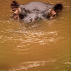 Hippo in Uganda.