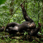 Chimpanzee in Uganda.