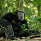 Chimpanzee in Uganda.