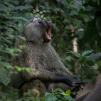 Baboon in Uganda.