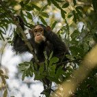 Chimp in Uganda.