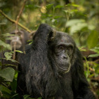 Chimpanzee in Uganda.