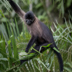 Grey-cheeked mangabey in Uganda.