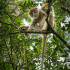 Red-colobus monkey in Uganda.