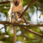 Vervet monkey in Uganda.