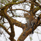 Leopard in Uganda.
