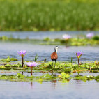 African jacana in Mabamba swamp, Uganda