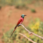 Carmine bee-eater in Murchison Falls, Uganda.