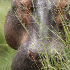 Hippo in Murchison Falls, Uganda.