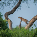 Leopard in Murchison Falls, Uganda