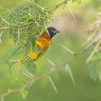 Weaver in Murchison Falls, Uganda