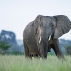 African elephant in Uganda.