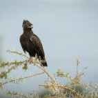 Crested eagle in Uganda.