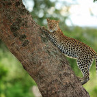 Leopard in Uganda.