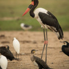 Saddle-billed stork in Uganda.