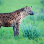 Spotted hyena in Uganda.