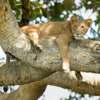 Tree-climbing lion in Uganda.