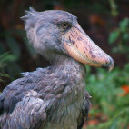 Shoebill in Murchison Falls National Park, Uganda
