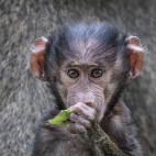 Juvenile baboon in Uganda.