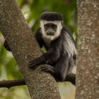 Black and white colobus monkey in Uganda.