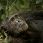Chimpanzee in Kibale, Uganda.