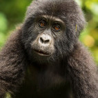Gorilla in Bwindi, Uganda.
