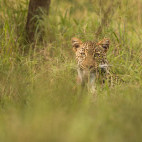 Leopard in the grass, Uganda.