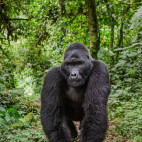 Mountain gorillia in Bwindi, Uganda.