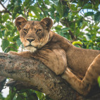 A tree climbing lioness in Uganda.
