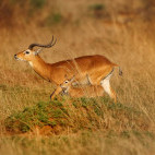 Uganda kob in Uganda.