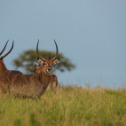 Waterbuck in Uganda.