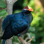 Violet turaco