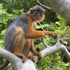 Western red colobus monkey