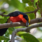 Yellow-crowned gonolek
