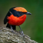 Yellow-crowned gonolek