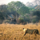 Lioness near Ntemwa-Busanga bush camp in Kafue National Park, Zambia