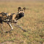 Wild dog near Ntemwa-Busanga bush camp in Kafue National Park, Zambia