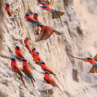 Southern carmine bee-eaters in South Luangwa National Park, Zambia