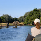 African elephants spotted on a boat trip down the Lower Zambezi, Zambia.