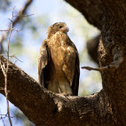 Wahlberg's eagle in South Luangwa National Park, Zambia.