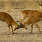 Puku in South Luangwa National Park, Zambia.