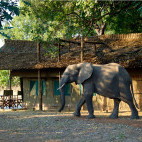 Elephant at Flatdogs Camp in South Luangwa National Park, Zambia.