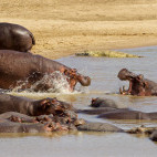 Hippo in South Luangwa National Park, Zambia.
