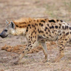 Spotted hyena in South Luangwa National Park, Zambia.